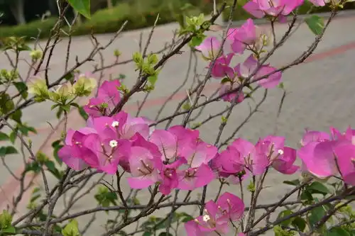 塘厦仙境,都市里的小桃源尽藏美人