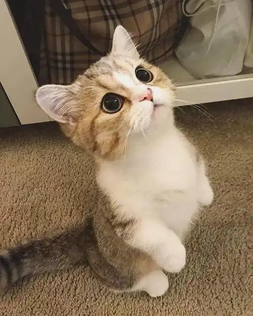 6月猫咪头像小奶猫可爱萌萌哒