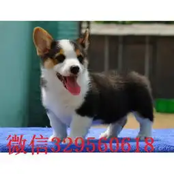 渝北去哪里买带血统柯基小狗小短腿柯基犬疫苗驱虫已做