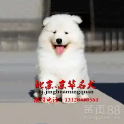 萨摩哪里卖?纯种赛级萨摩幼犬萨摩多少钱-黄页88网
