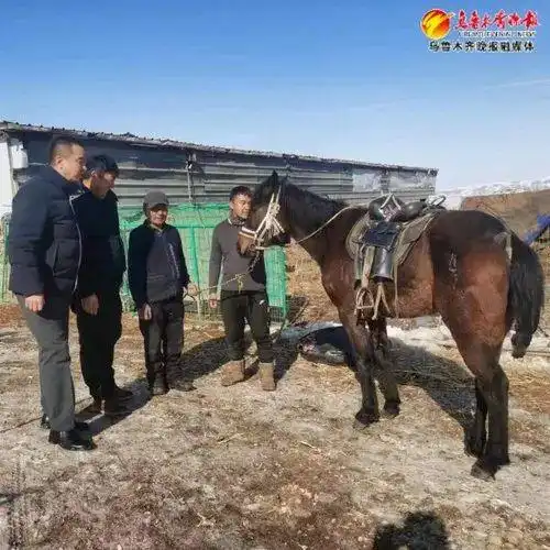 以爱之名,乌鲁木齐良驹接力白龙马,这波温暖太戳心