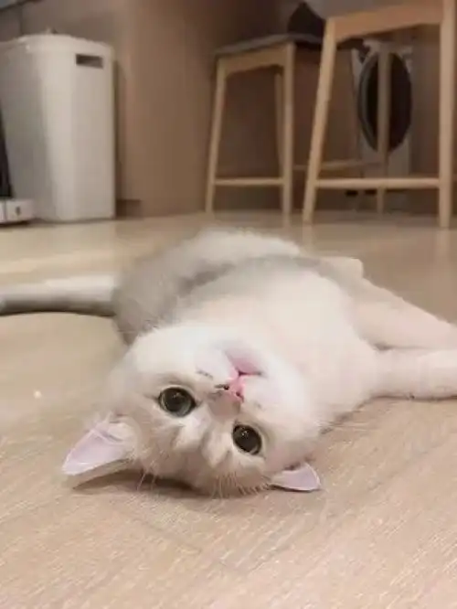 激萌动物家养宠物英国短毛猫动物卖萌