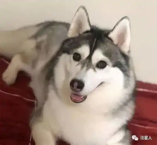 哈士奇跟其他狗狗混了之后,这画风这气质,也是没谁了