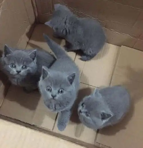 东莞到武汉市宠物猫托运快递