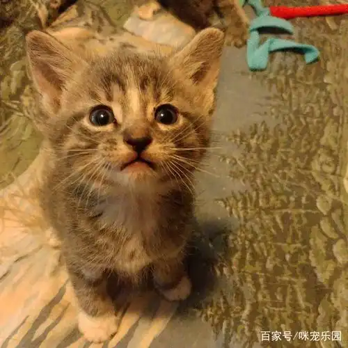 退伍小哥右侧身体瘫痪,猫妈妈却把宝宝托付给他,果然选对铲屎官