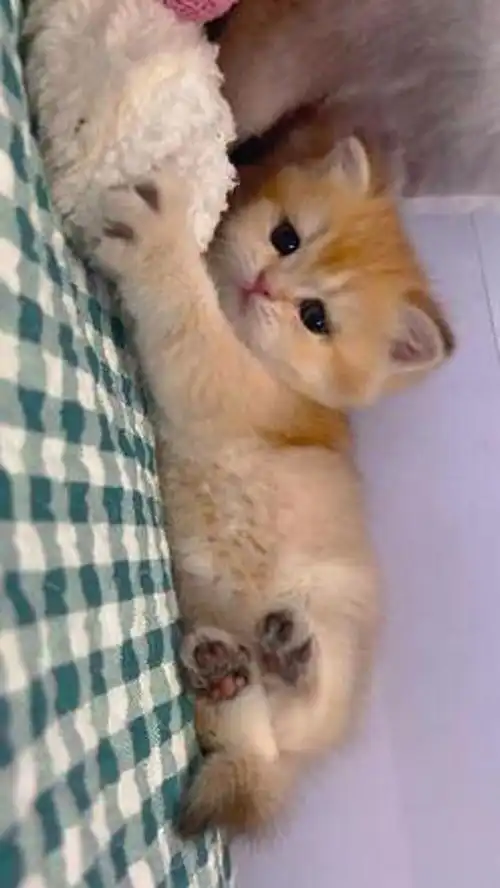 激萌动物家养宠物小奶猫动物卖萌英国短毛猫