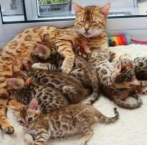 猫妈怀孕60天后生出6只小奶猫,闺蜜看到后直呼颜值太高