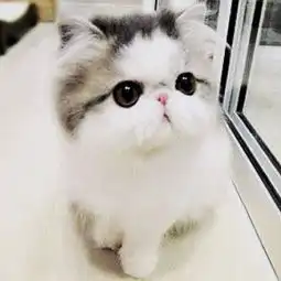 超可爱的小奶猫图片来源于秀美图http堆糖,美好生活研究所