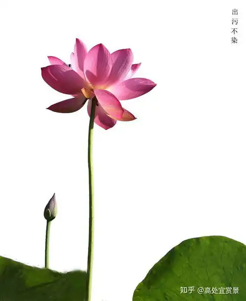有哪些适合做微信头像的风景或静物图片