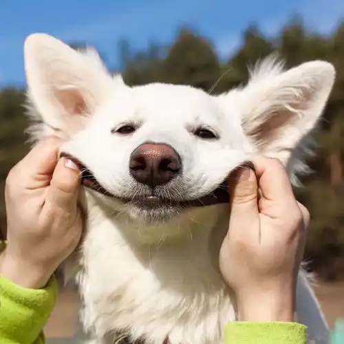 快来人啊蜱虫虐狗啦
