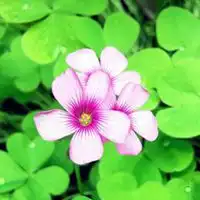 幸运草头像高清微信头像图片大全
