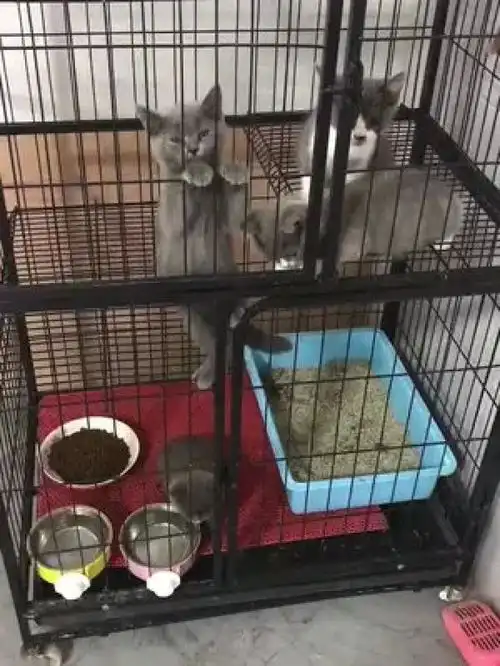 激萌动物家养宠物英国短毛猫小奶猫爆笑动物动物卖萌