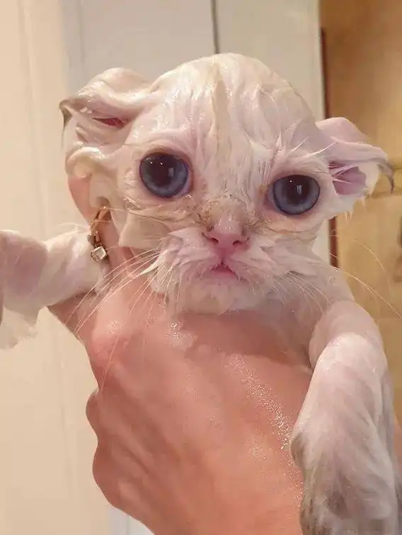 小奶猫洗澡前和洗澡后对比,不忍直视啊