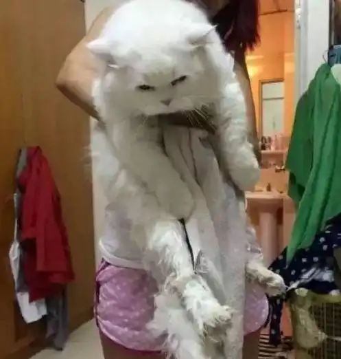 小哥刚领养的小奶猫,一年长了四十多斤请问你是喂的什么