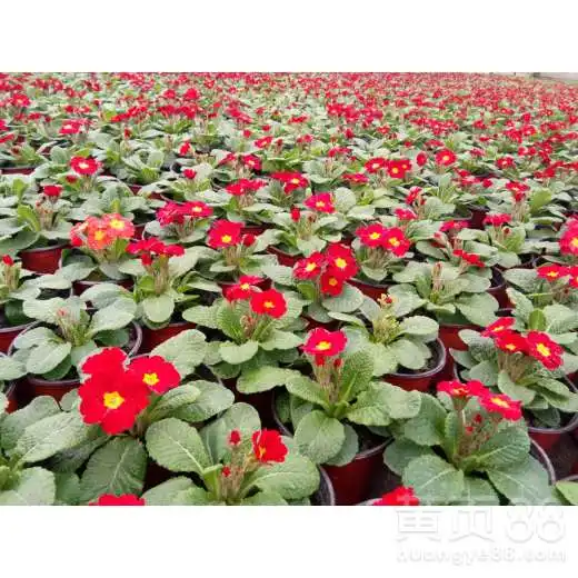 报春花基地直销精品报春花春节-黄页88网