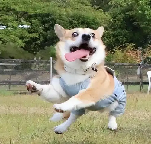 养柯基犬的7大禁忌,别怪我没提醒你
