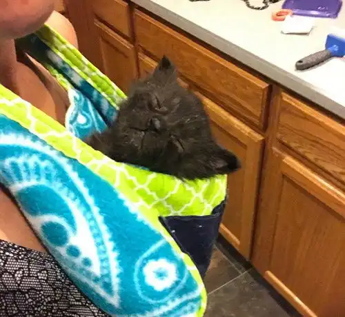 小奶猫肚脐发炎,主人巧制连体毛衣保护伤口,还缝制育儿袋让它不离身