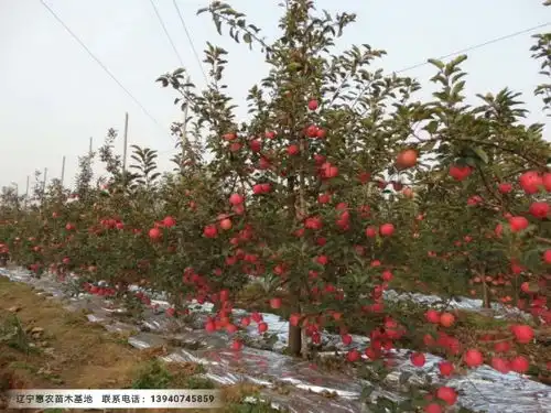 辽宁3公分寒富士苹果苗-黄页88网