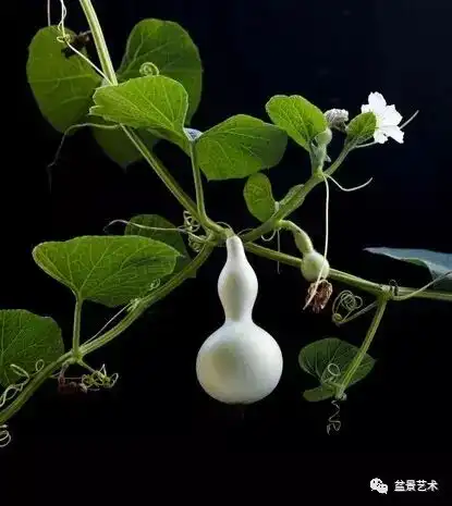 盆栽葫芦的培育方法