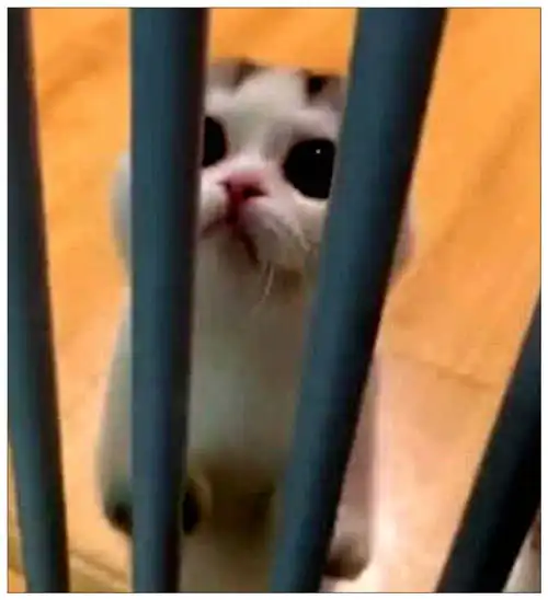 女子把小奶猫关在笼子里,做完卫生回来,瞬间被它萌化了