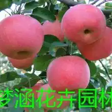 2019红肉苹果价格行情批发多少钱红肉苹果图片第19页黄页88水果批发网