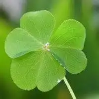 微信头像手拿四叶草微信头像图片大全