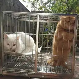 每日一笑,有一种冷叫主人觉得你冷