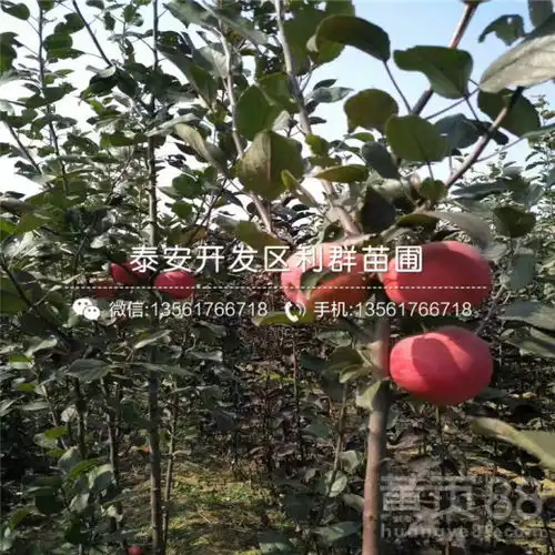 2018年小国光苹果树苗小国光苹果树苗价格多少-黄页88网