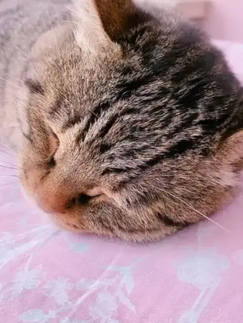 激萌动物家养宠物动物卖萌英国短毛猫