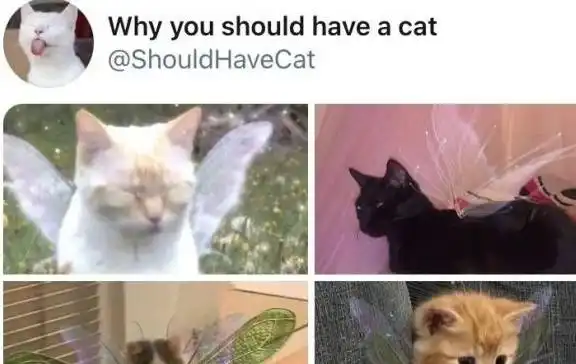 小奶猫有多爱卖萌,铲屎官干啥啥不行,撒娇第一名