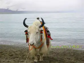 一路向西悟空西游末日之旅自驾白龙马师徒四人行