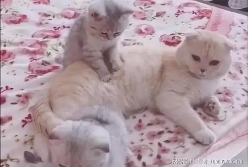 小奶猫不受宠,使出杀手锏帮妈妈按摩,其余2只整天卖萌