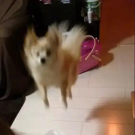 震惊把狗狗做成了手办,细节真实还原