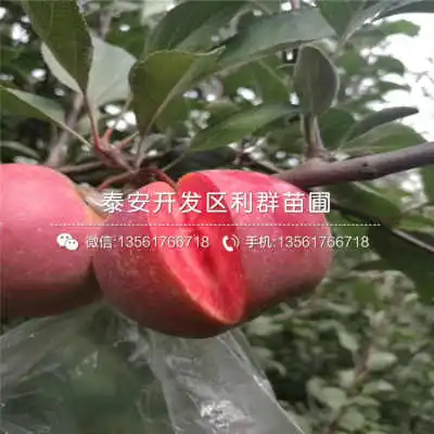 柱状苹果苗品种介绍