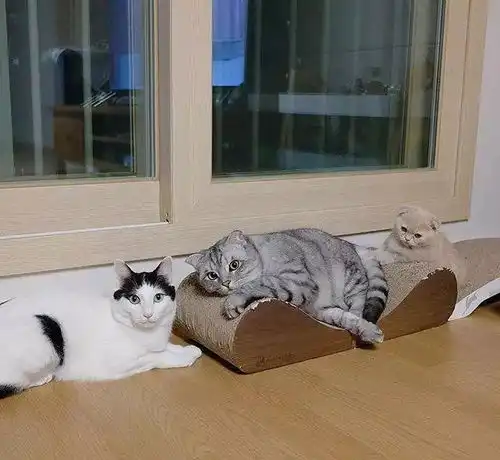 自从家里养了小奶猫主人家就生病了,养小奶猫真的会死人吗