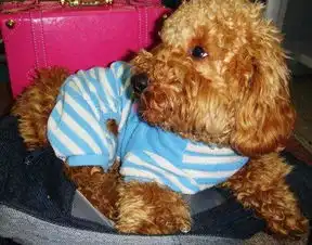 金莎的狗狗叫什么