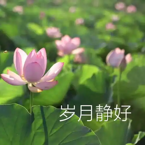 如果当初换个头像,我可能早脱单了据说用小动物做头像的,缺乏安全感