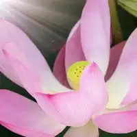 微信头像洁白莲花图片大全微信头像图片大全