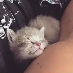 不想养猫,却捡到一只小奶猫,没想到命运就这样被改变了网友这猫我服