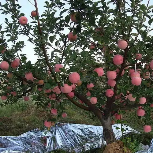 苹果搭上产业互联网快车注定上演一场太苹盛世