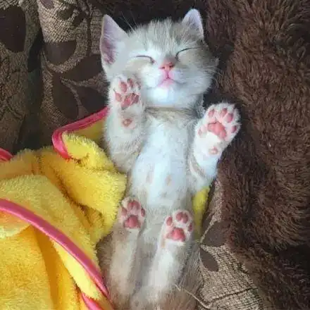 小奶猫这种东西,千万别碰,要不然...