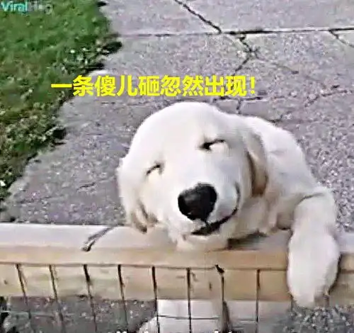 看到主人回家,狗狗露出超沙雕表情,实锤一条地主家的傻儿子