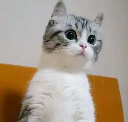 这只小奶猫长相太可爱网友速来我家,我愿为你当铲屎官