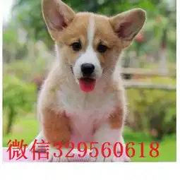 三沙去哪里买带血统柯基小狗带血统柯基犬疫苗驱虫已做