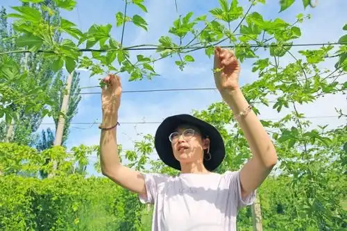 特色啤酒花成为嘉峪关市文殊镇农民致富增收重要渠道