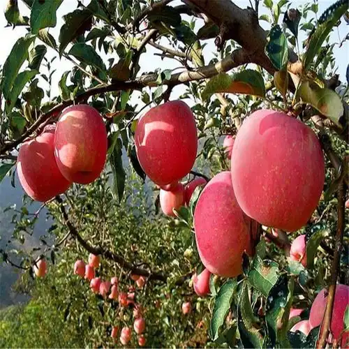 鲁丽嫁接苹果苗2019年价格是多少鲁丽嫁接苹果苗怎么样-黄页88网