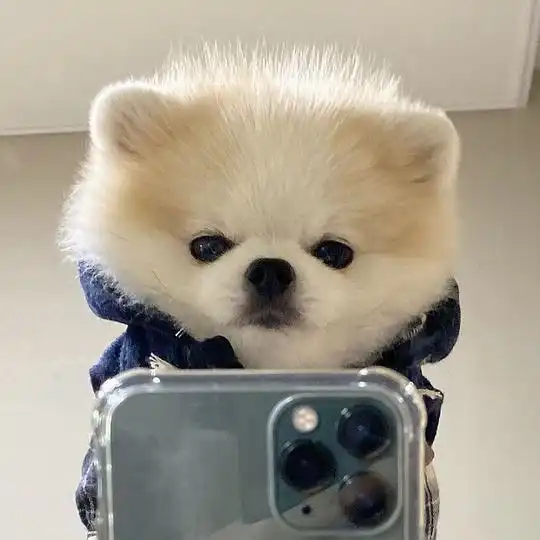 的相册可爱小狗