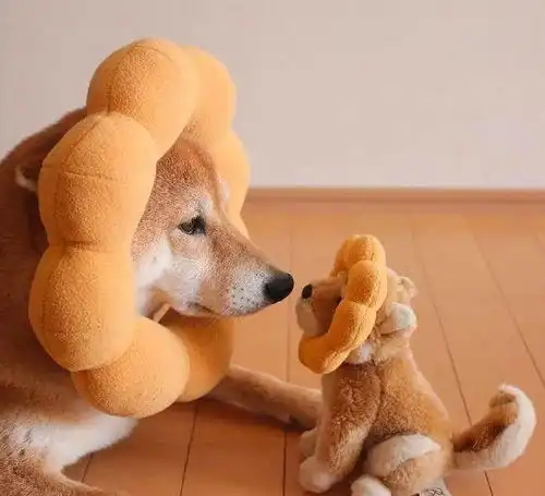 夏天饲养柴犬应该注意那些事情