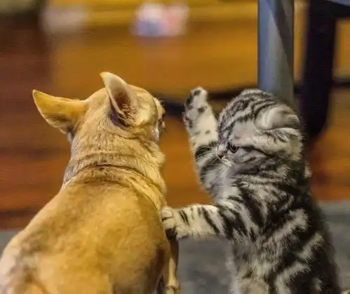 小奶猫挥舞着小拳拳,阻止吉娃娃靠近自己,结果被狗狗一口亲上去