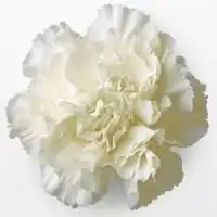 中年女性鲜花微信头像微信头像图片大全